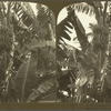 Bananas as they grow, Jamaica