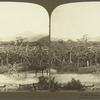 A Banana Walk, Jamaica