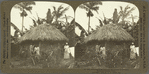 Native Jamaican Thatched Hut among the Cocoanut Palms and Banana Trees