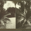 West Indies Sago Palms, Mother Plant at the right and Young Plant at left, Castleton Gardens, Jamaica