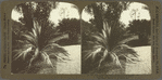 West Indies Sago Palms, Mother Plant at the right and Young Plant at left, Castleton Gardens, Jamaica