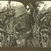 Catching Water from the Travellers Palm (Madagascar), Casleton Gardens, Jamaica