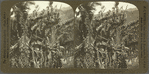 Catching Water from the Travellers Palm (Madagascar), Casleton Gardens, Jamaica