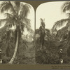 In a Cocoanut Grove, Jamaica