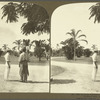 In Hope Gardens, -- A fine example of a Tropical Park, Jamaica