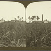 The Mona Sugar Plantation -- Sugar Cane in the forground -- near Kingston, Jamaica.