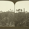 The Mona Sugar Plantation -- Sugar Cane in the forground -- near Kingston, Jamaica