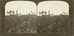 The Mona Sugar Plantation -- Sugar Cane in the forground -- near Kingston, Jamaica