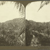 A Valley of Cocoanut Palms on the Shore of the Caribbean Sea, Jamaica