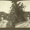 The Mail, like all burdens, is carried on the head in Jamaica. -- A Jamaican mail carrier en route from a country station to Port Antonio