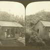 A Native Country School House among the Banana Trees, Jamaica