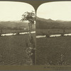 Golden Vale banana Palntation and the Rio Grande River. -- A young Banana walk in forground, Jamaica