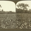 A Field of Tobacco, May Pen, Jamaica