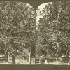 A Grape Fruit Orchard near Mandeville, Jamaica