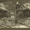 Building a Thatched Hut, Jamaica