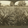 A Field of Pineapples, Jamaica