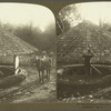 Pulping coffee in the old way, Jamaica