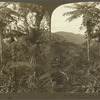 Luxuriantly Tropical, -- A Valley of Tree Ferns, Jamaica