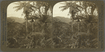 Luxuriantly Tropical, -- A Valley of Tree Ferns, Jamaica