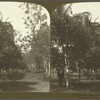 In an Orange Grove, Mandeville, Jamaica