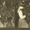Gathering the Coffee Berries, Jamaica