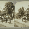 A fine country road in Jamaica