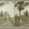 Golden Vale Plantation, near Port Antonio, Jamaica