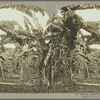 Banana plantation, Jamaica