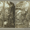 Cutting Bananas, Jamaica. (1)