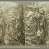 Cutting bananas, Jamaica. (2)
