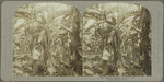 Cutting bananas, Jamaica. (2)