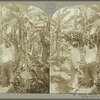 Cutting bananas, Jamaica. (3)