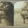 A good load, Jamaica