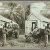 Hauling bananas, Jamaica