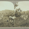 Coolies working on a banana plantation, Jamaica