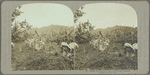 Coolies working on a banana plantation, Jamaica