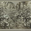 The birth of a coconut palm, Jamaica