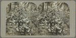 The birth of a coconut palm, Jamaica