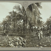 Coconut plantation, Jamaica