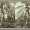 Gathering coconuts, Jamaica