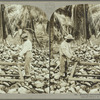 Husking coconuts, Jamaica