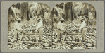 Husking coconuts, Jamaica