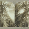 Clusters of cocoanuts, Jamaica