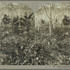 Coffee plantation, Jamaica