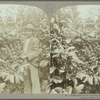 Coffee plantation showing the berries, Jamaica