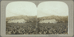 Tobacco plantation, Jamaica