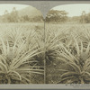 Pine-apple plantation, Jamaica