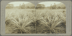 Pine-apple plantation, Jamaica
