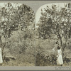 Shaddock tree, Jamaica