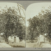 Grape-fruit tree in full bearing, Jamaica